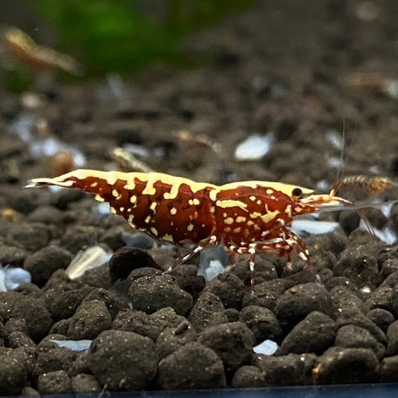 紅銀河雪花魚骨.jpg