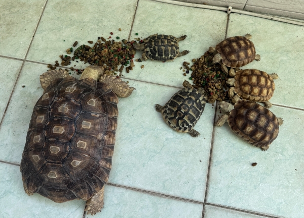 螢幕擷取畫面 2025-09-23 232857.jpg